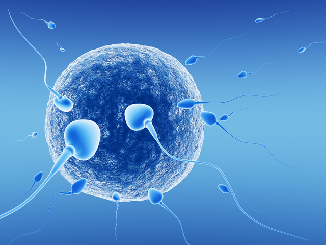 Spermatozoids and human egg